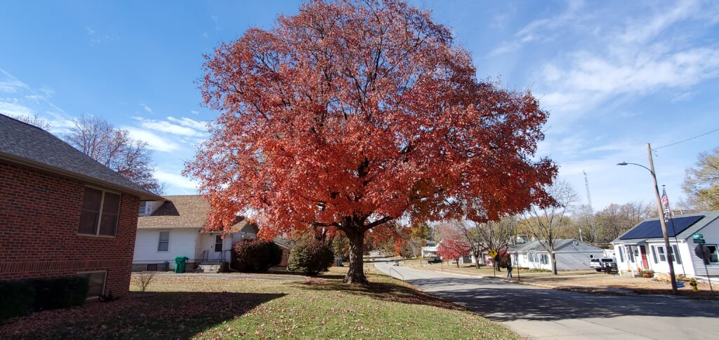 sugar maple Fireside