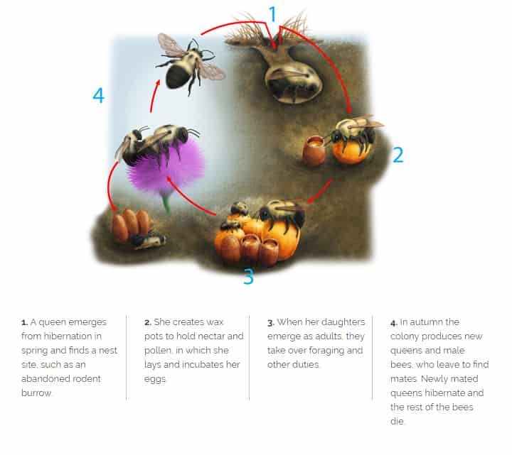 bumblebee life cycle