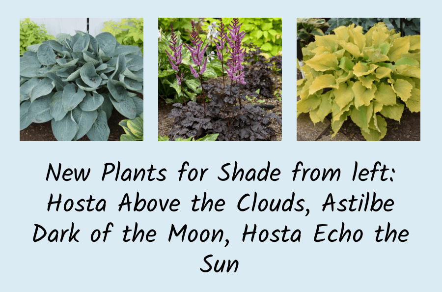 new plants for shade