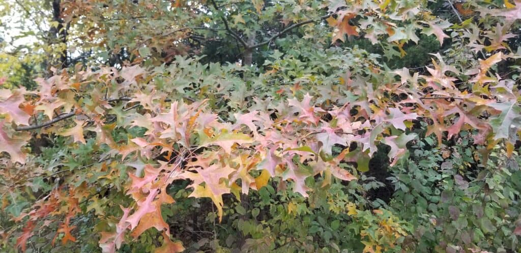 northern pin oak fall color