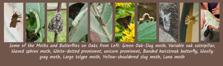 leps on oak trees