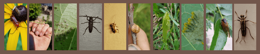 insects feeding on oaks