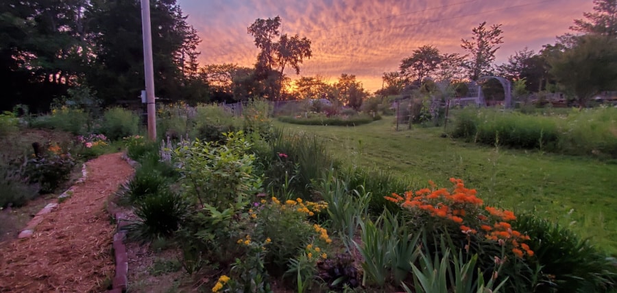 sunny cottage garden