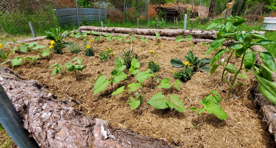 garden bed
