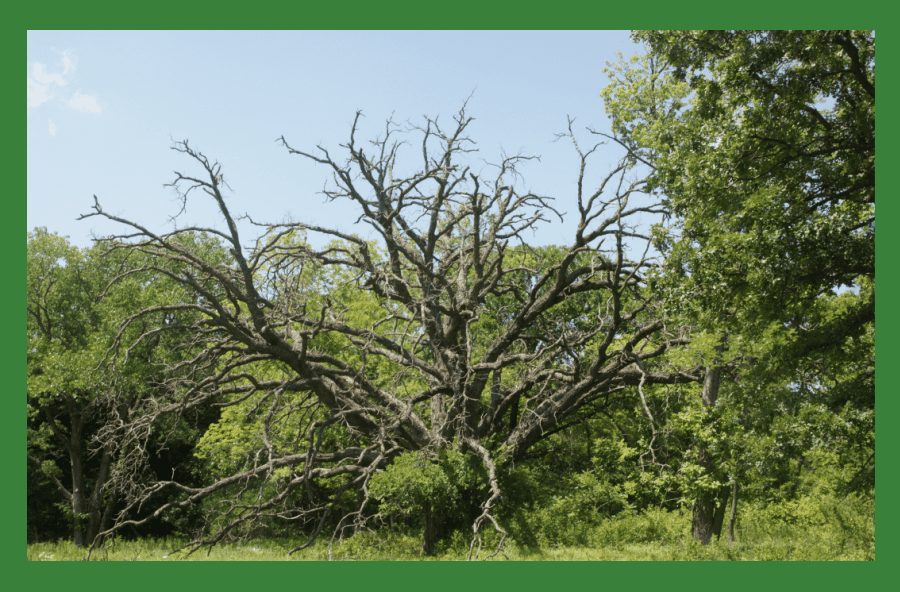 dead oak tree