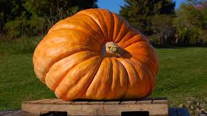 giant pumpkins