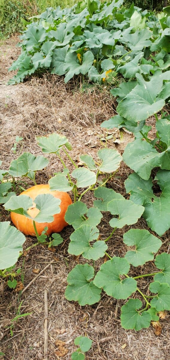 pick one pumpkin per vine