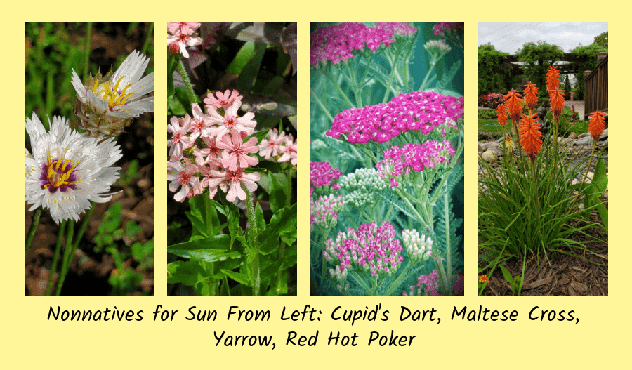 nonnative perennials for sun