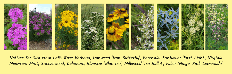 underused natives for sun