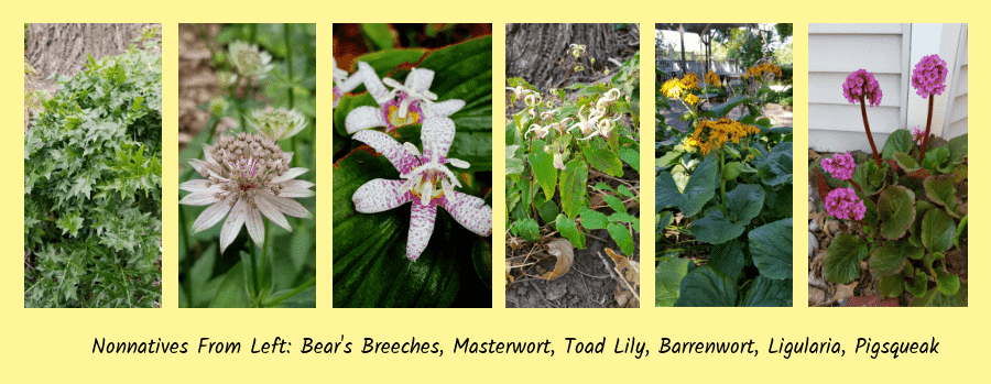 underused nonnative for shade