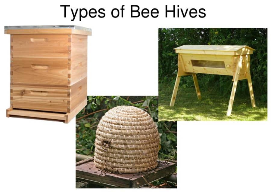 types of honeybee hives