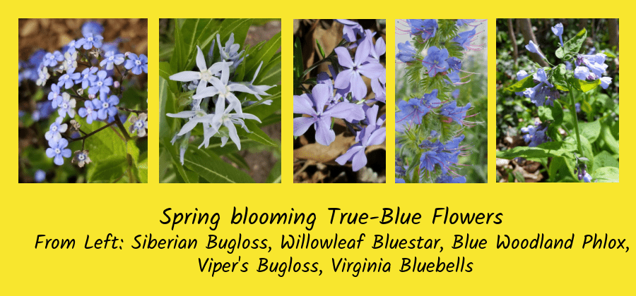 blue flowers for honeybees