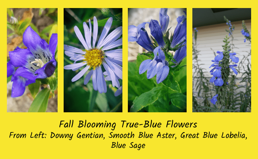 fall blooming blue flowers