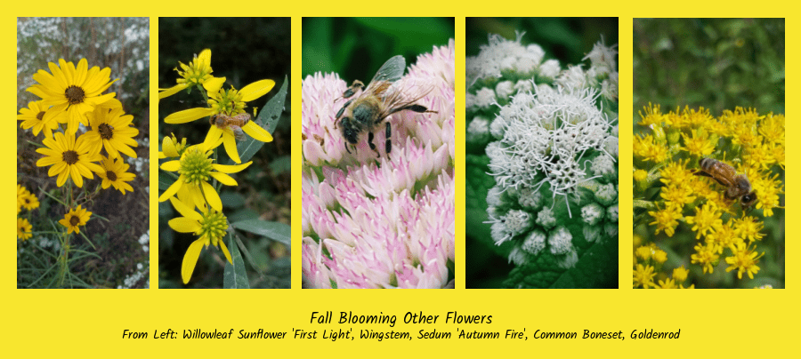 fall blooming flowers for honeybees