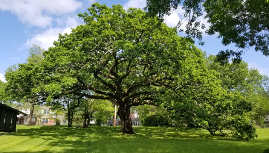 bur oaks are drought tolerant