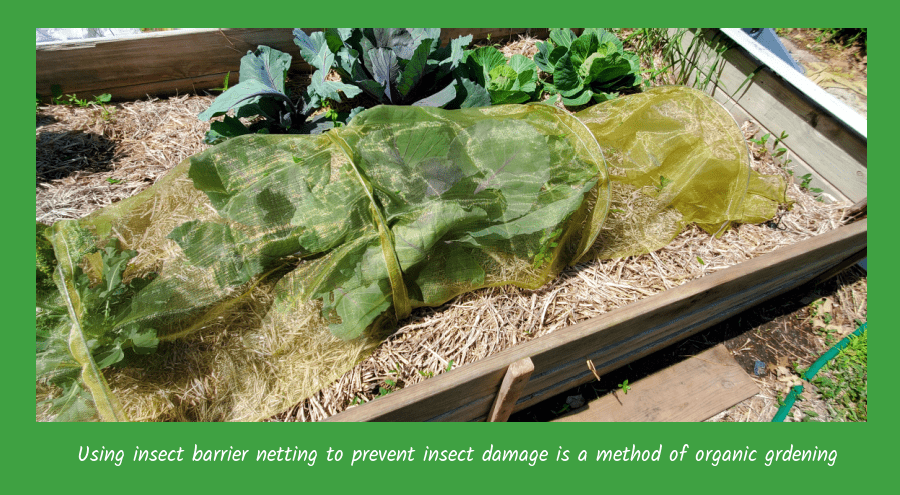 organic gardener's use insect barriers