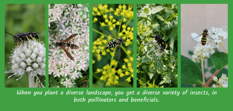 organic gardening with insects