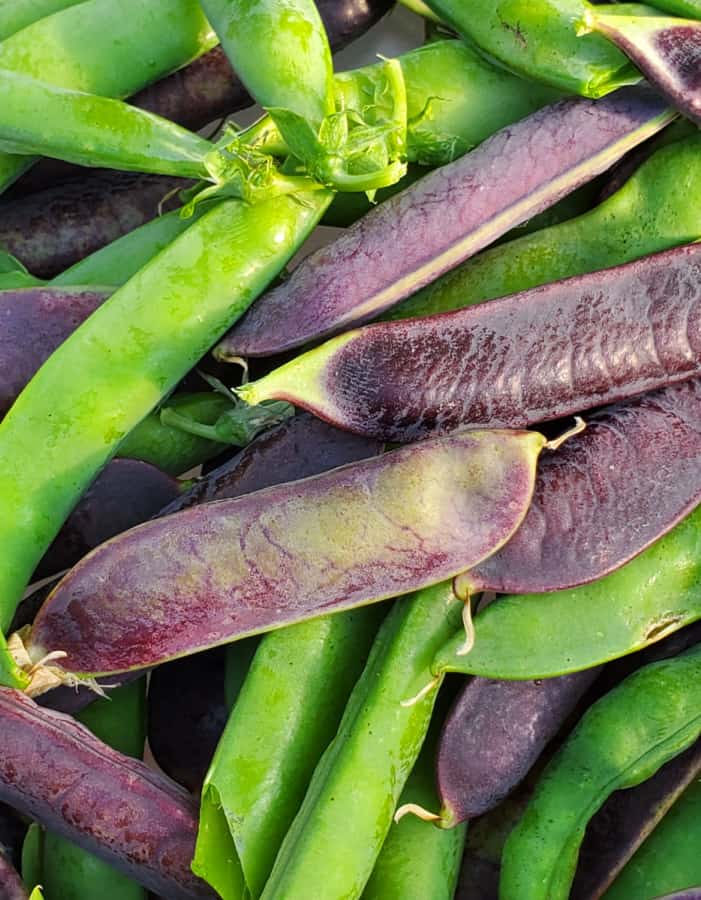 heirloom peas