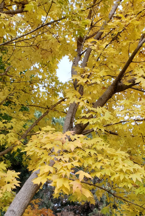 KC Gold Shantung Maple