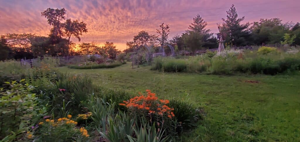 The author's backyard