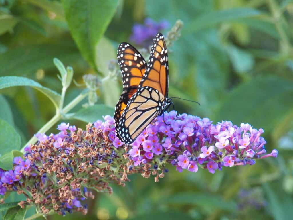 monarch on butterfly bush