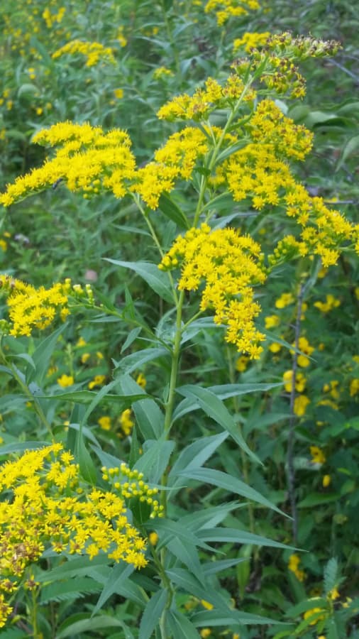 giant goldenrod