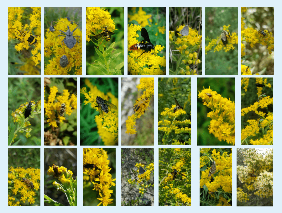 pollinators on goldenrods