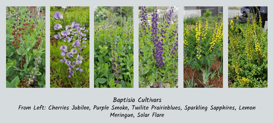 baptisia is a long-lived perennial