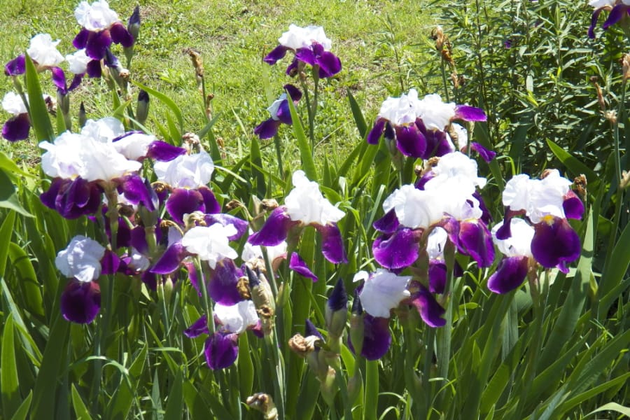 irises