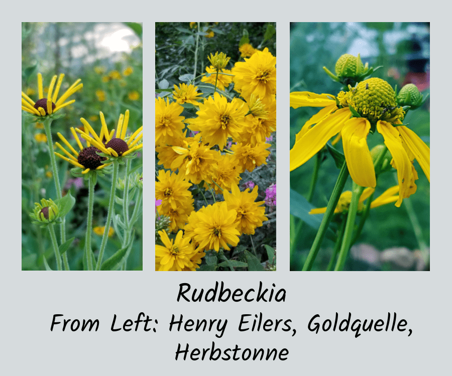 rudbeckia