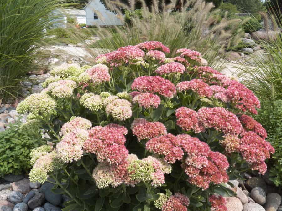 sedum Autumn Joy