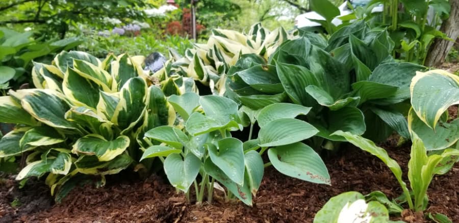 hostas are long-lived