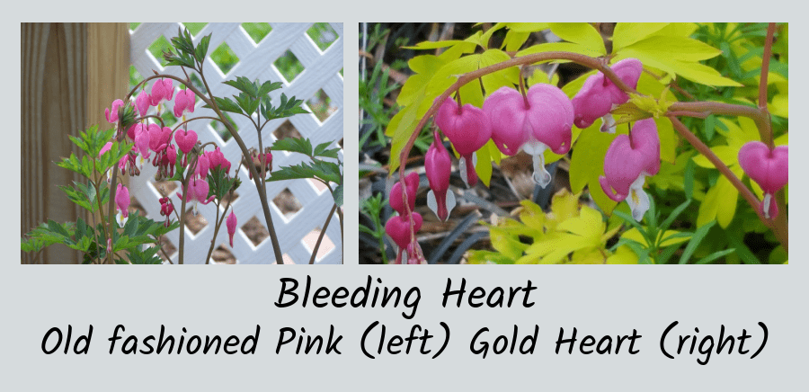 bleeding heart