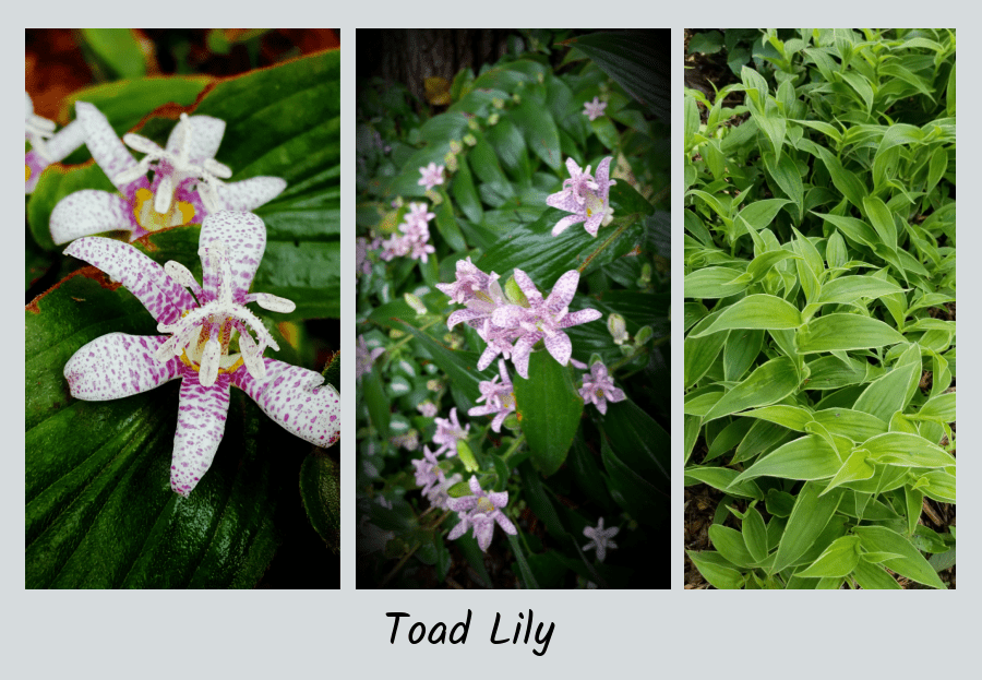 toad lily