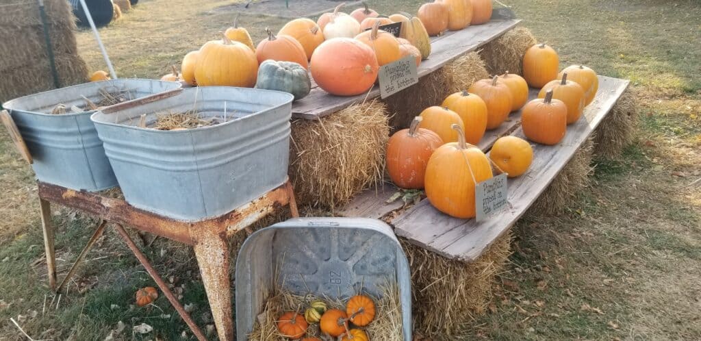 displaying pumpkins