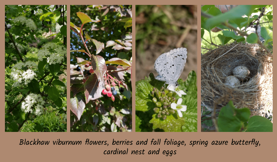 blackhaw viburnum shrubs