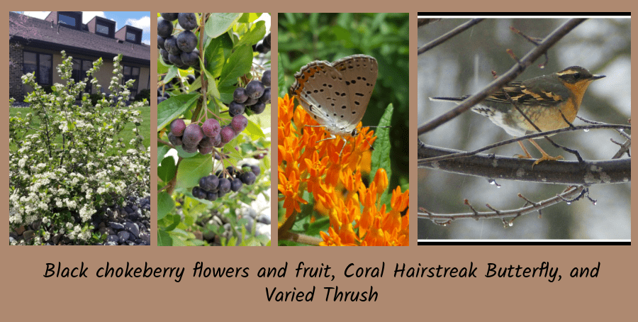 black chokeberry shrubs