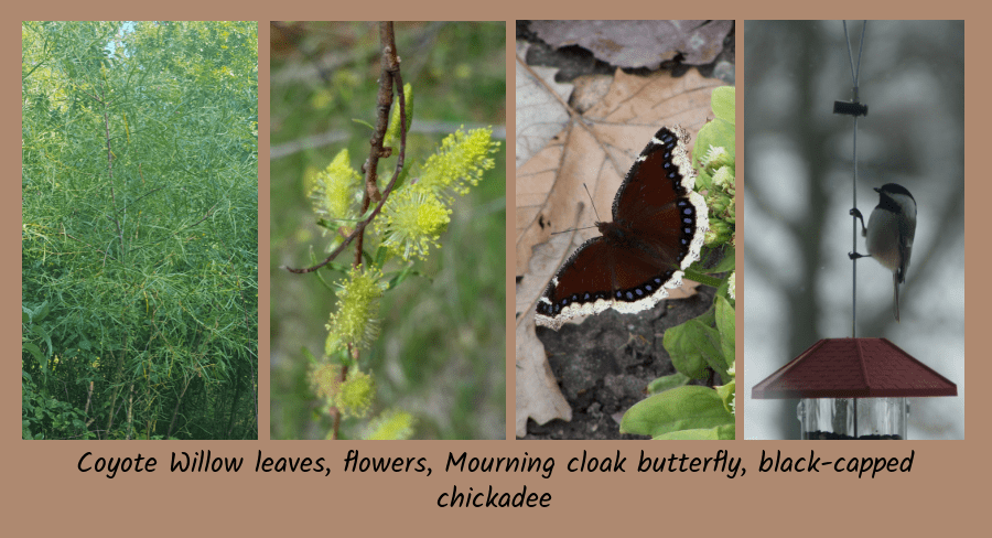 sandbar willow shrubs