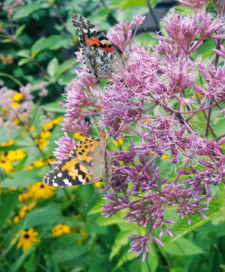 purple Joe Pye weed