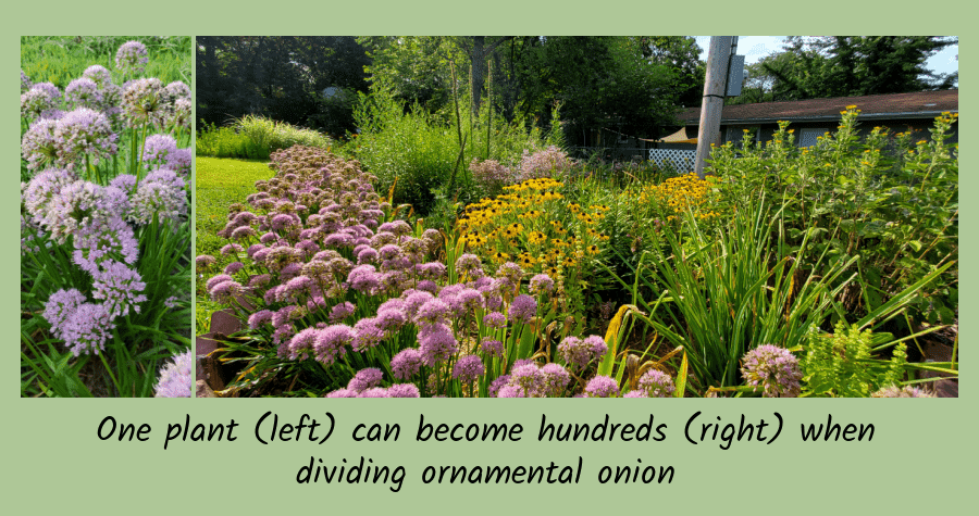 garden chores diving ornamental onion