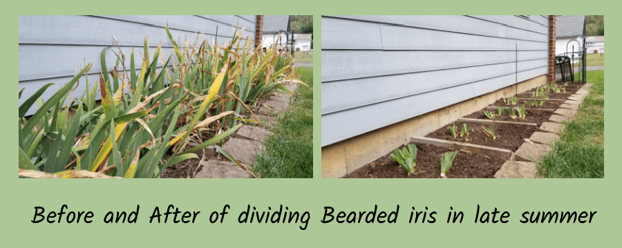 dividing iris