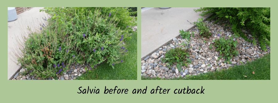 garden chores cutting back salvia