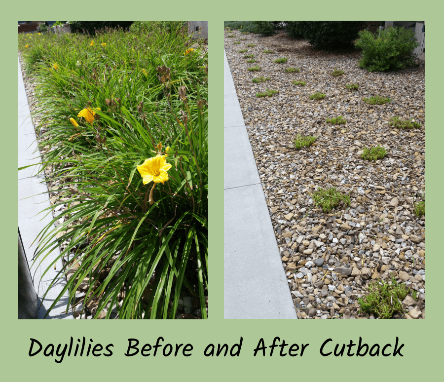 cutting back daylilies