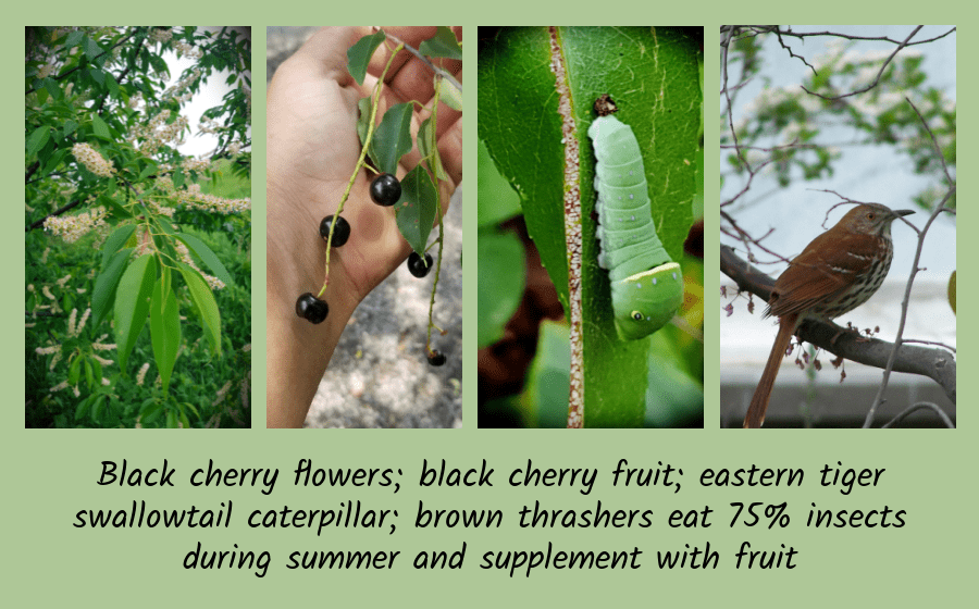 trees for birds black cherry