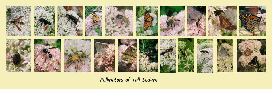pollinators on tall sedum