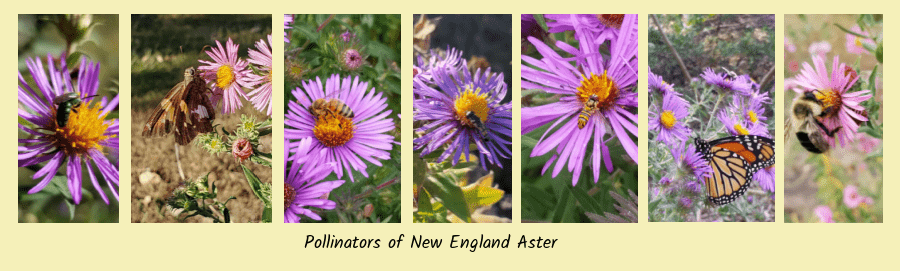 new England aster in bloom