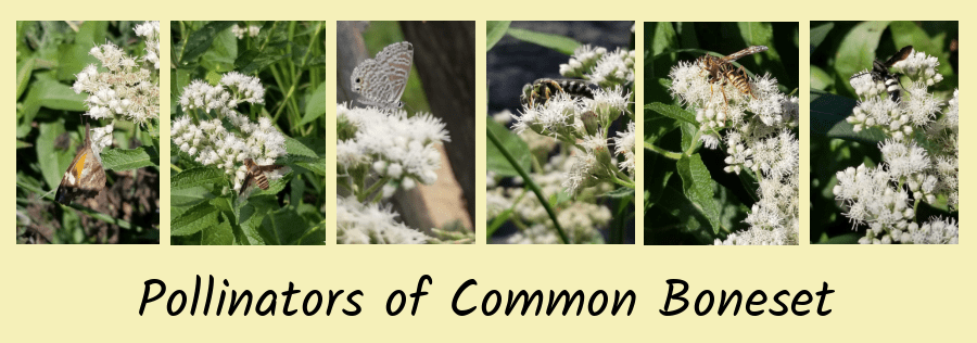 common boneset