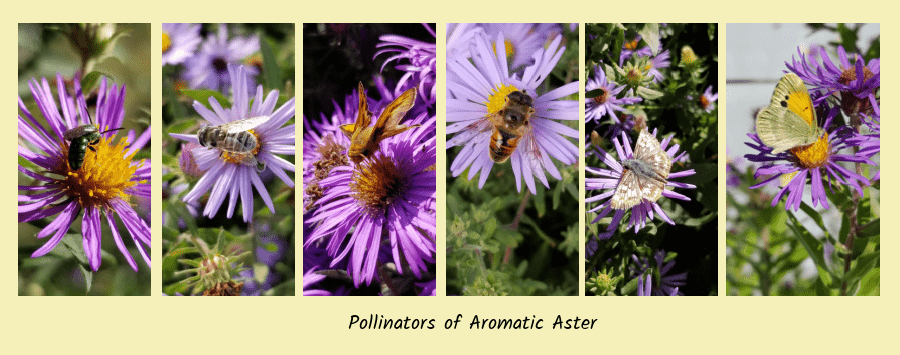 aromatic aster with pollinators