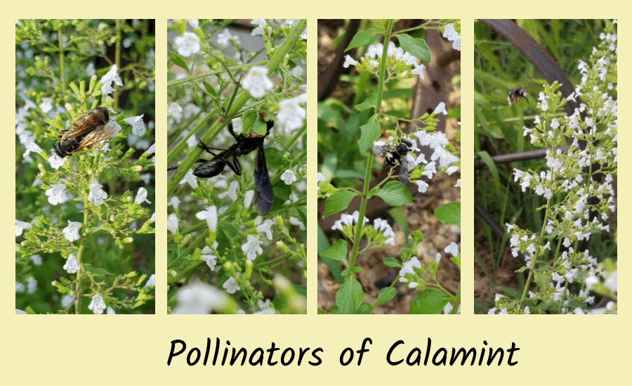 calamint flowers