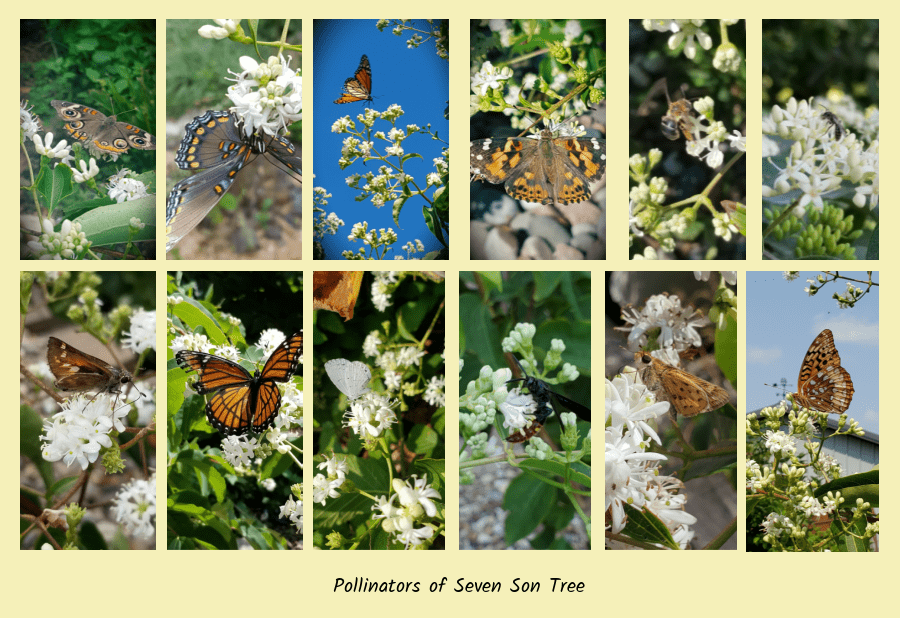 seven son tree and pollinators